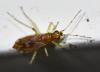 Dicyphus sp.